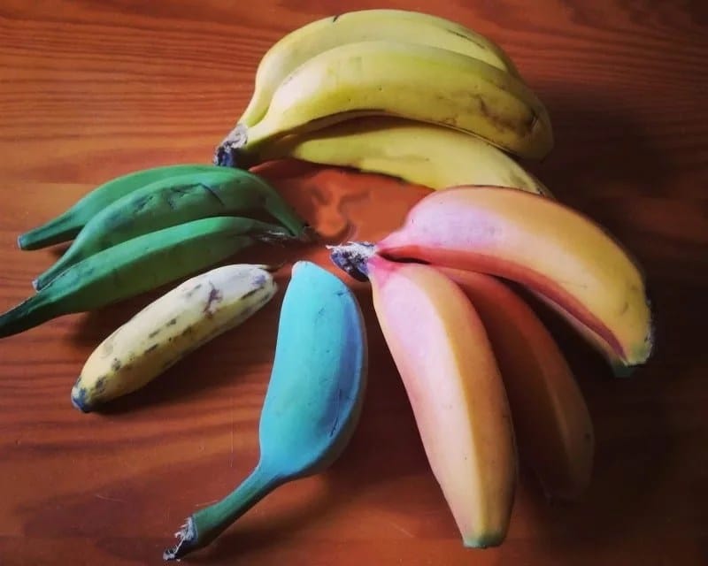 Les Banane: Une Couleur, Deux Impacts Différents sur Votre Santé